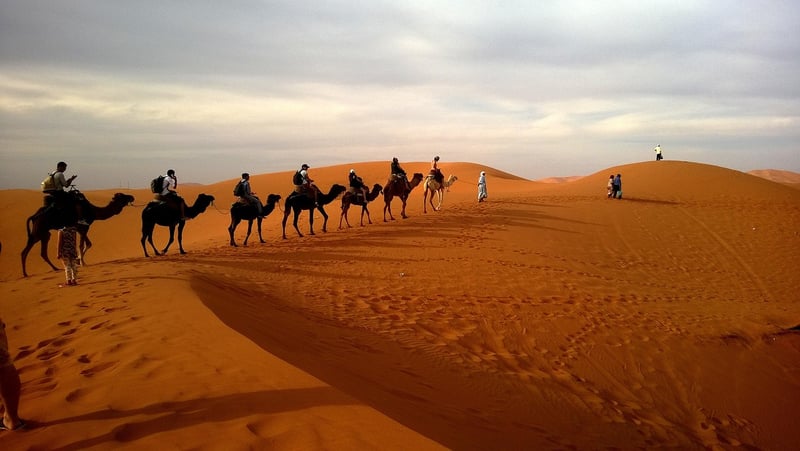 Safari Excursions